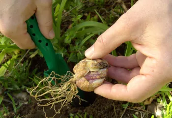 close up of someone planting a bulb into the ground