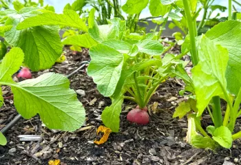 up close image of radishes growing in the garden