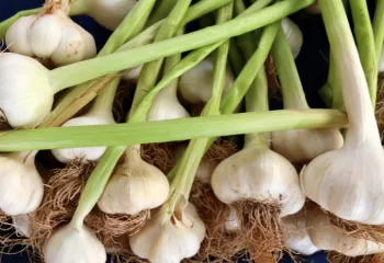 up close image of garlic