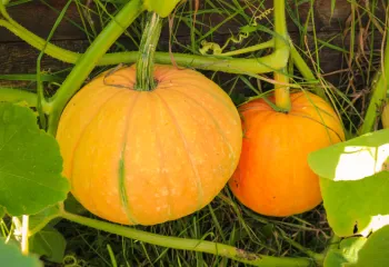 image of two small pumpkins in the garden