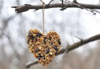 heart-shaped bird feeder ornament hanging from a tree