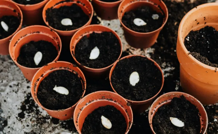 planters filled with soil and seeds