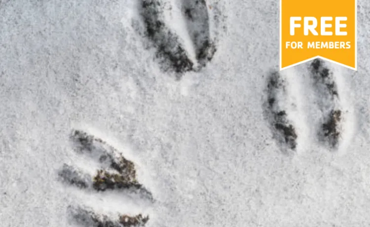 animal prints in the snow