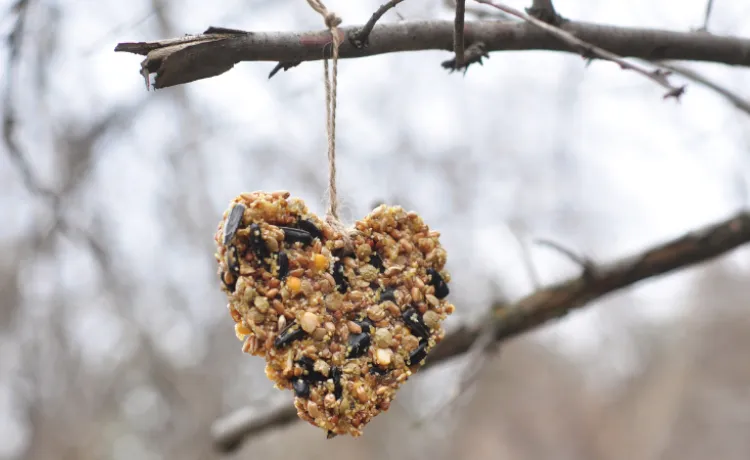 heart-shaped bird feeder ornament hanging from a tree