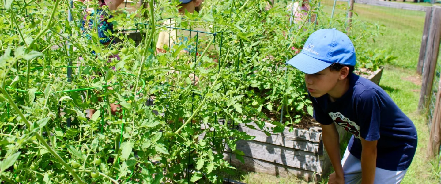 young boy looking at plants in a garden