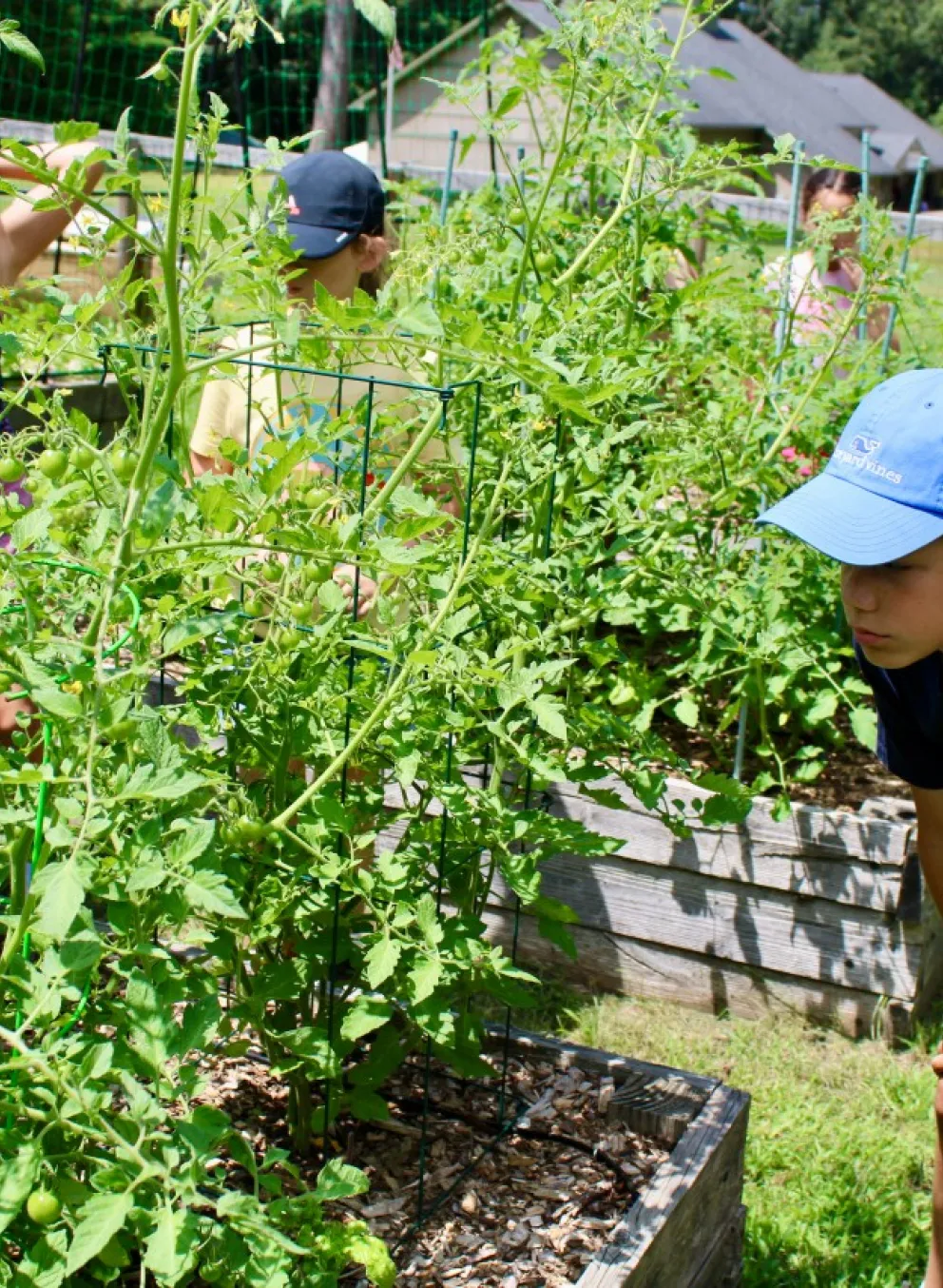 young boy looking at plants in a garden