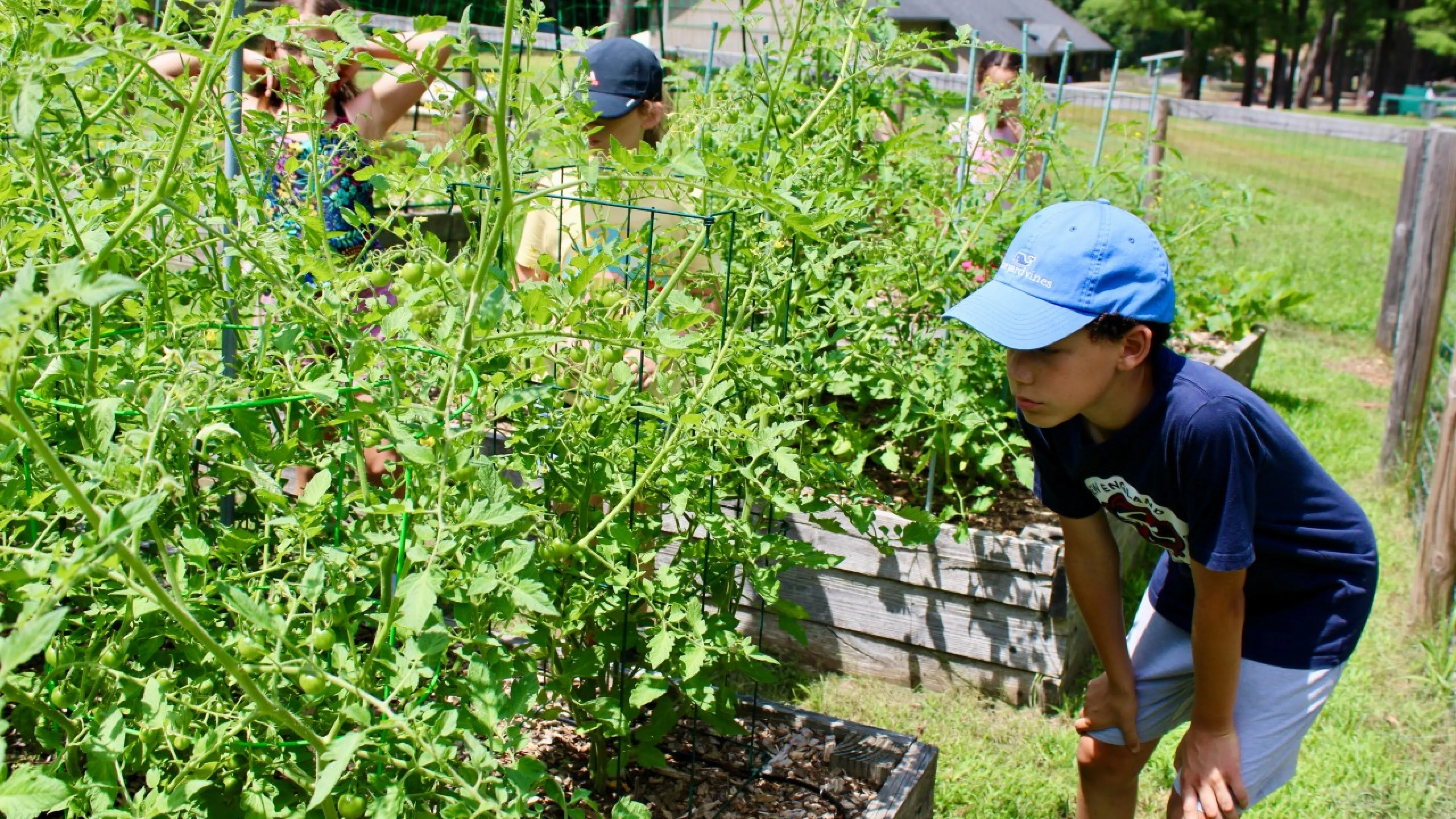 young boy looking at plants in a garden