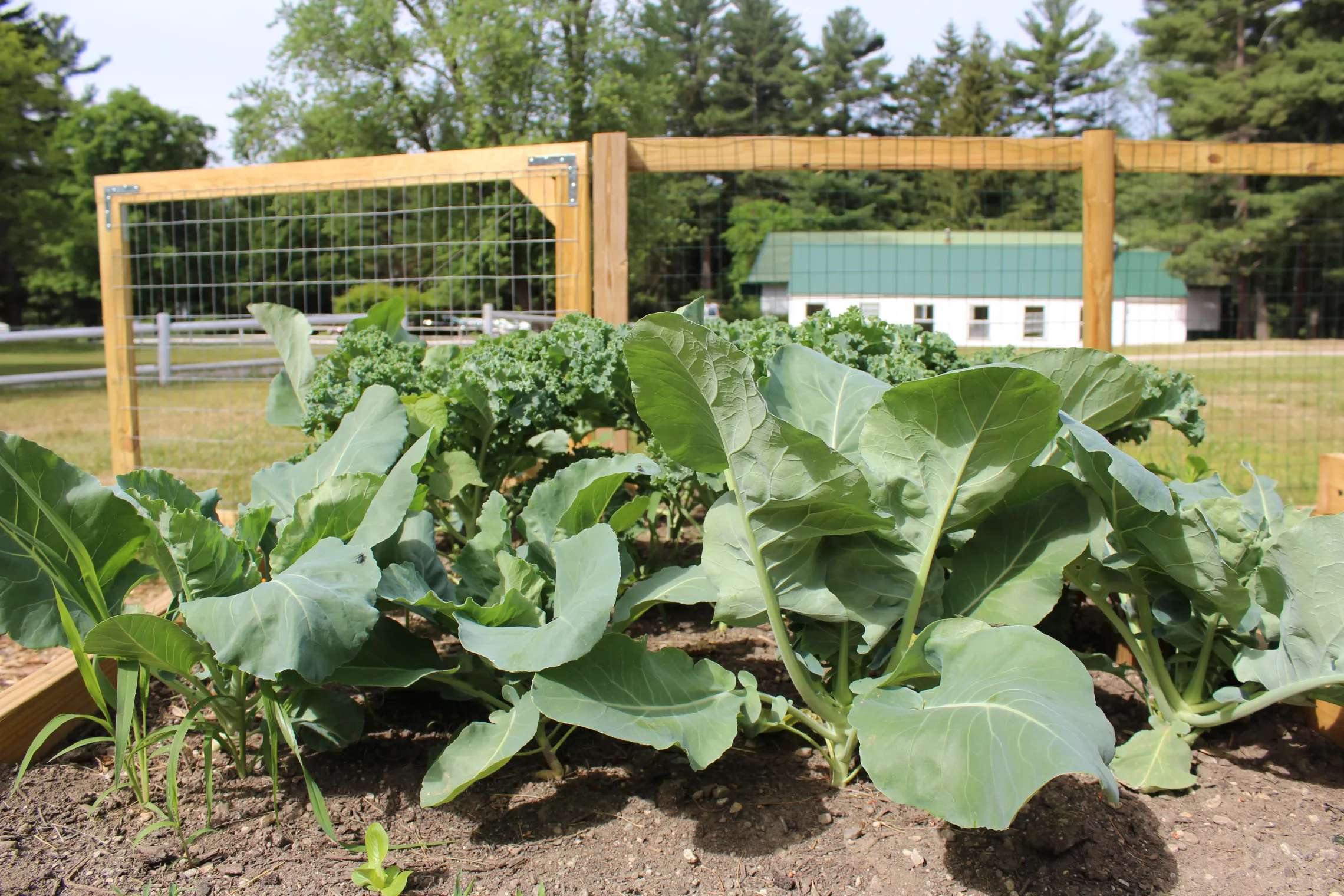 Veggies growing in the garden