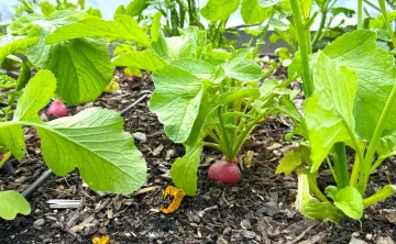 up close image of radishes growing in the garden