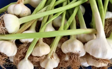 up close image of garlic