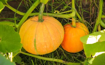 image of two small pumpkins in the garden