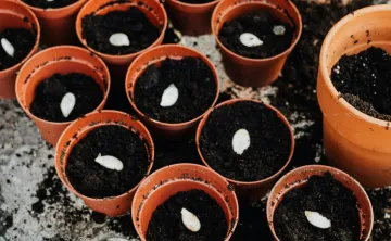 planters filled with soil and seeds