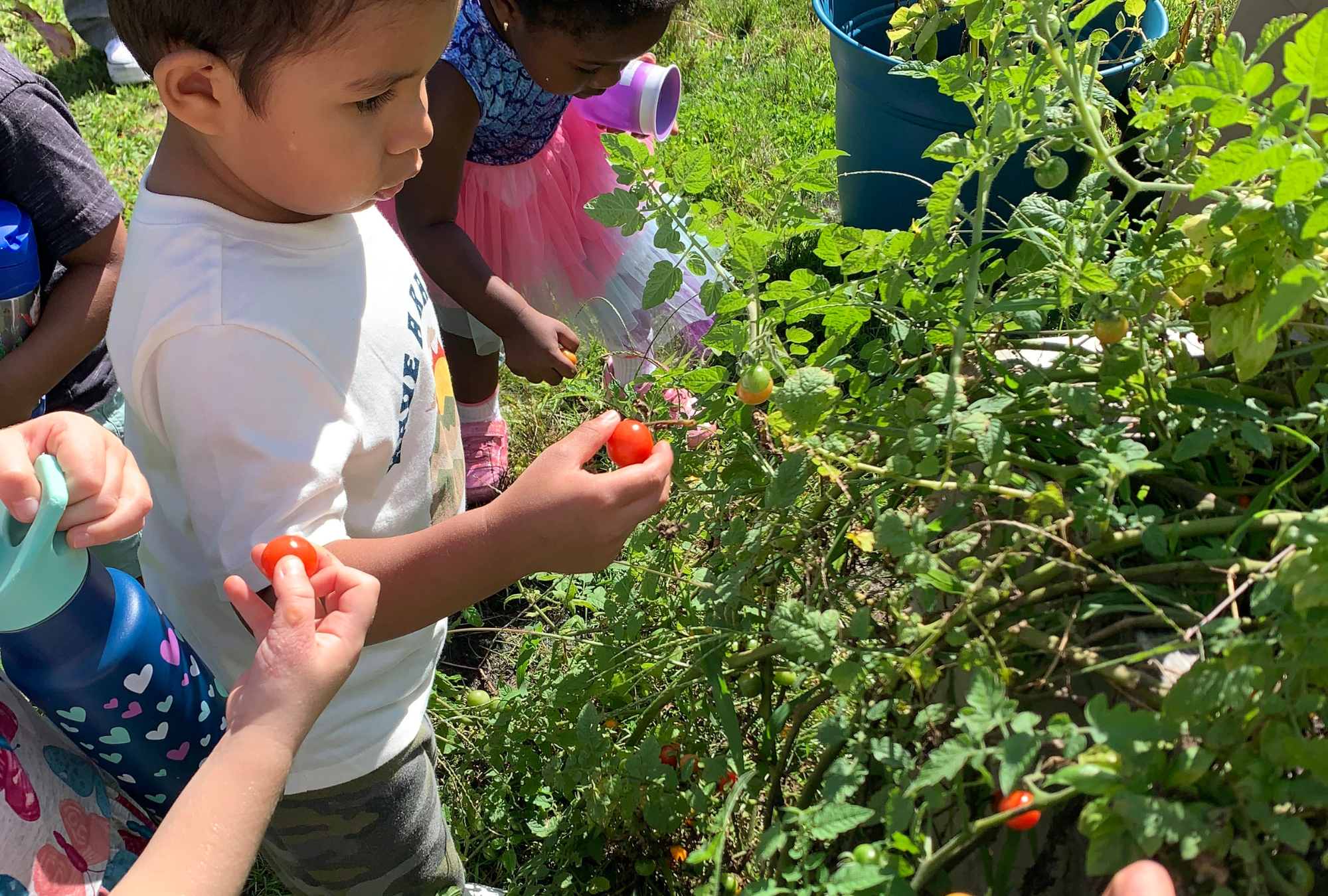 Toddler picks cherry tomatoes from our garden at Camp Stepping Stones